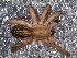  ( - LNP-04762)  @11 [ ] CreativeCommons - Attribution Non-Commercial Share-Alike (2016) Unspecified Museo Argentino de Ciencias Naturales