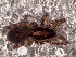  ( - LNP-04761)  @11 [ ] CreativeCommons - Attribution Non-Commercial Share-Alike (2016) Unspecified Museo Argentino de Ciencias Naturales