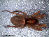  (Agalenocosa nr_chacoensis - LNP-04297)  @14 [ ] CreativeCommons - Attribution Non-Commercial Share-Alike (2013) Luis N. Piacentini Museo Argentino de Ciencias Naturales
