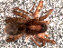  ( - EMS-04065)  @13 [ ] CreativeCommons - Attribution Non-Commercial Share-Alike (2013) Luis N. Piacentini Museo Argentino de Ciencias Naturales