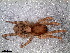  (Allocosa cf. yurae - LNP-04292)  @11 [ ] CreativeCommons - Attribution Non-Commercial Share-Alike (2013) Luis N. Piacentini Museo Argentino de Ciencias Naturales