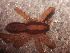  (Pardosa plumipedata - MACN_Ar_41918)  @11 [ ] CreativeCommons  Attribution Non-Commercial Share-Alike (2022) Unspecified Museo Argentino de Ciencias Naturales