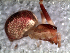  ( - MAI 4127-1349)  @11 [ ] CreativeCommons - Attribution Non-Commercial Share-Alike (2013) Matias A. Izquierdo Museo Argentino de Ciencias Naturales