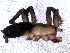  (Echemoides cf. tofo - MAI 4133-1355)  @11 [ ] CreativeCommons - Attribution Non-Commercial Share-Alike (2013) Matias A. Izquierdo Museo Argentino de Ciencias Naturales