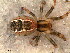  ( - MAI4029)  @11 [ ] CreativeCommons - Attribution Non-Commercial Share-Alike (2013) Matias A. Izquierdo Museo Argentino de Ciencias Naturales