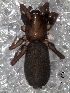  (Eilica sp - MLB 04176)  @11 [ ] CreativeCommons - Attribution Non-Commercial Share-Alike (2014) Mariana L. Barone Museo Argentino de Ciencias Naturales