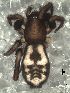  (Eilica amambay - CJG-3237)  @11 [ ] CreativeCommons - Attribution Non-Commercial Share-Alike (2014) Mariana L. Barone Museo Argentino de Ciencias Naturales
