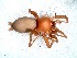  (Echemoides penicillatus - vchGFA-0022)  @11 [ ] CreativeCommons  Attribution Non-Commercial Share-Alike (2015) Unspecified Museo Argentino de Ciencias Naturales