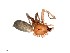  (Echemoides chilensis - vchGFA-0031)  @11 [ ] CreativeCommons  Attribution Non-Commercial Share-Alike (2015) Unspecified Museo Argentino de Ciencias Naturales