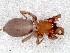  (Xerophaeus cf. indet - vchGFA-0050)  @11 [ ] CreativeCommons  Attribution Non-Commercial Share-Alike (2015) Unspecified Museo Argentino de Ciencias Naturales