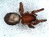  (Xerophaeus espoir - vchGFA-0052)  @11 [ ] CreativeCommons  Attribution Non-Commercial Share-Alike (2015) Unspecified Museo Argentino de Ciencias Naturales