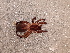  ( - vchLNP-2261-1)  @11 [ ] CreativeCommons  Attribution Non-Commercial Share-Alike (2013) Luis Piacentini Museo Argentino de Ciencias Naturales