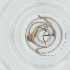  ( - SPGW_026_C2)  @11 [ ] by  Genome Research Ltd as Wellcome Sanger Institute Genome Research Limited operating as Wellcome Sanger Institute