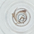  ( - SPGW_026_D2)  @11 [ ] by  Genome Research Ltd as Wellcome Sanger Institute Genome Research Limited operating as Wellcome Sanger Institute
