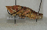  (Sphenariini - ORTH-142)  @15 [ ] Unspecified (default): All Rights Reserved  Unspecified Unspecified