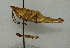  (Sphenarium minimum - ORTH-177)  @14 [ ] Unspecified (default): All Rights Reserved  Unspecified Unspecified