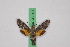  ( - BC-LTM-233)  @11 [ ] CreativeCommons - Attribution Share-Alike (2016) Jim Tuttle Research Collection of James A. Tuttle