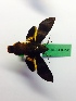  (Macroglossum corythus approximans - BC-LTM-241)  @12 [ ] Copyright (2016) Jim P. Tuttle Unspecified