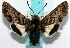  ( - BC-JT-0030)  @11 [ ] Copyright (2010) Unspecified Research Collection of James P. Tuttle