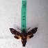  ( - BC-LTM-221)  @14 [ ] Copyright (2015) David A. Lane Research Collection of David A. Lane