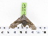  ( - BC-JT-27M)  @11 [ ] Copyright (2010) Unspecified Research Collection of James P. Tuttle