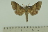  (Polyptychus auriguttatus - SP21092)  @14 [ ] Copyright (2010) Pierre Schmit Research Collection of Pierre Schmit