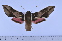  ( - SP15934)  @12 [ ] Copyright (2010) Pierre Schmit Research Collection of Pierre Schmit