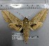  ( - BC-RBL010)  @11 [ ] Copyright (2019) Rob Lachlan Research Collection of Rob Lachlan