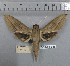  ( - BC-RBL015)  @11 [ ] Copyright (2019) Rob Lachlan Research Collection of Rob Lachlan