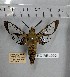  ( - BC-RBL002)  @11 [ ] Copyright (2019) Rob Lachlan Research Collection of Rob Lachlan