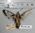 ( - BC-RBL003)  @11 [ ] Copyright (2019) Rob Lachlan Research Collection of Rob Lachlan