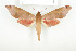 (Phylloxiphia formosa - BC-TB7972)  @15 [ ] Copyright (2010) Thierry Bouyer Research Collection of Phillipe Leonard