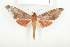  ( - BC-TB7973)  @14 [ ] Copyright (2010) Thierry Bouyer Research Collection of Phillipe Leonard
