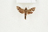  ( - BC-TB8195)  @12 [ ] Copyright (2011) Thierry Bouyer Research Collection of Thierry Bouyer
