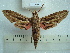  (Hippotion osiris - BC-EST0488)  @15 [ ] Copyright (2010) Unspecified Research Collection of Yves Estradel
