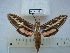  (Hyles lineata - BC-EST0565)  @15 [ ] Copyright (2010) Unspecified Research Collection of Yves Estradel