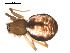  ( - ALASKA-01-F10)  @12 [ ] CreativeCommons - Attribution (2010) Gergin Blagoev, Centre for Biodiversity Genomics Centre for Biodiversity Genomics
