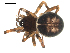  ( - BIOUG00164-A11)  @12 [ ] CC-0  G. Blagoev 2010 Unspecified