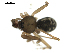  ( - BIOUG00164-C01)  @12 [ ] CC-0  G. Blagoev 2010 Unspecified