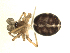  ( - BIOUG00164-D11)  @12 [ ] CC-0  G. Blagoev 2010 Unspecified