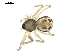  ( - BIOUG00164-E09)  @12 [ ] CC-0  G. Blagoev 2010 Unspecified