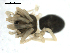  ( - BIOUG00164-G04)  @12 [ ] CC-0  G. Blagoev 2010 Unspecified