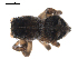  ( - BIOUG00165-C10)  @12 [ ] CC-0  G. Blagoev 2010 Unspecified