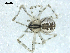  ( - BIOUG00166-C06)  @13 [ ] CC-0  G. Blagoev 2010 Unspecified
