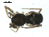  ( - BIOUG00166-D04)  @12 [ ] CC-0  G. Blagoev 2010 Unspecified