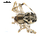  ( - BIOUG00167-E07)  @13 [ ] CC-0  G. Blagoev 2010 Unspecified