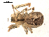  ( - BIOUG00168-A09)  @13 [ ] CC-0  G. Blagoev 2010 Unspecified