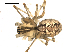  ( - BIOUG00509-B07)  @13 [ ] CC-0  G. Blagoev 2010 Unspecified