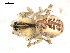  ( - BIOUG00509-B08)  @13 [ ] CC-0  G. Blagoev 2010 Unspecified