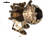  ( - BIOUG00509-D09)  @13 [ ] CC-0  G. Blagoev 2010 Unspecified